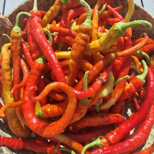 Sweet Spiralus Spiral Chilli Seeds