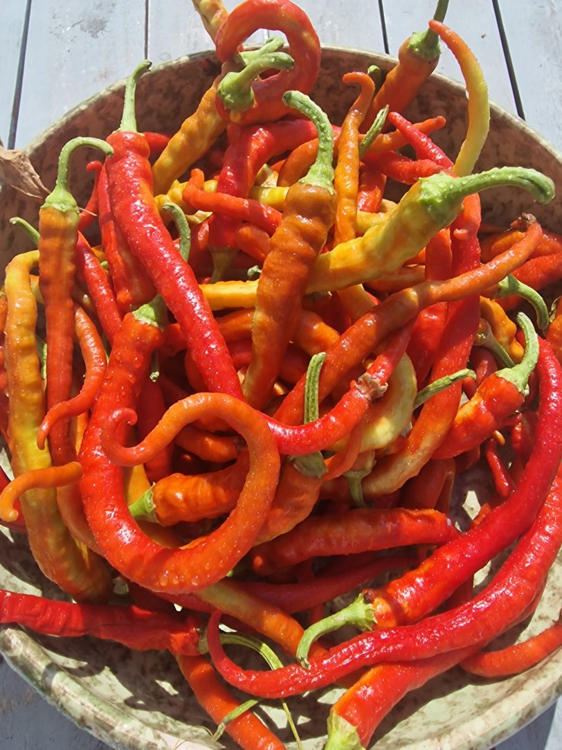 Sweet Spiralus Spiral Chilli Seeds