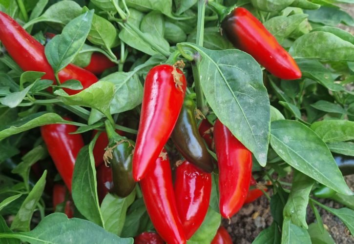 Pot-A-Peno Jalapeno Chilli Seeds