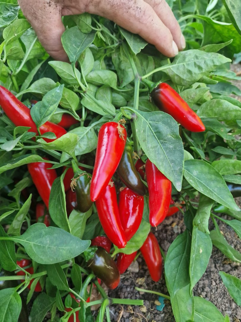 Pot-A-Peno Jalapeno Chilli Seeds