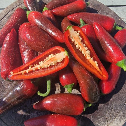 Jalafuego Chilli Seeds