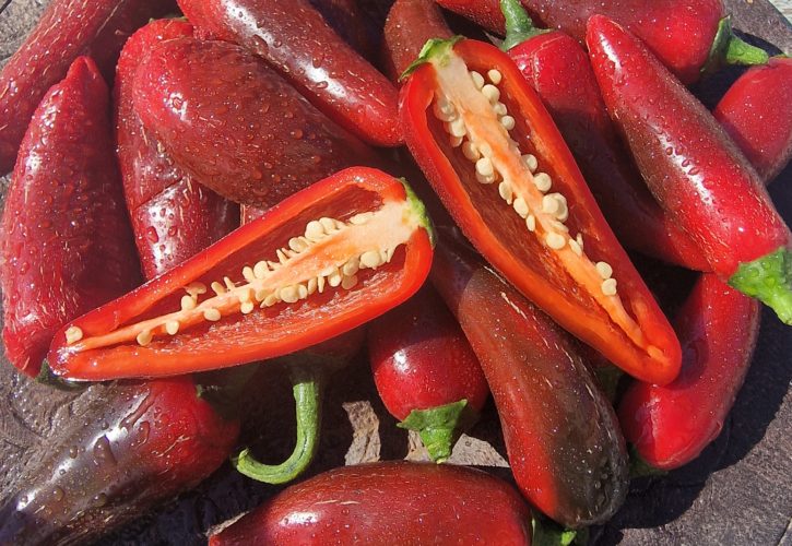 Jalafuego Chilli Seeds