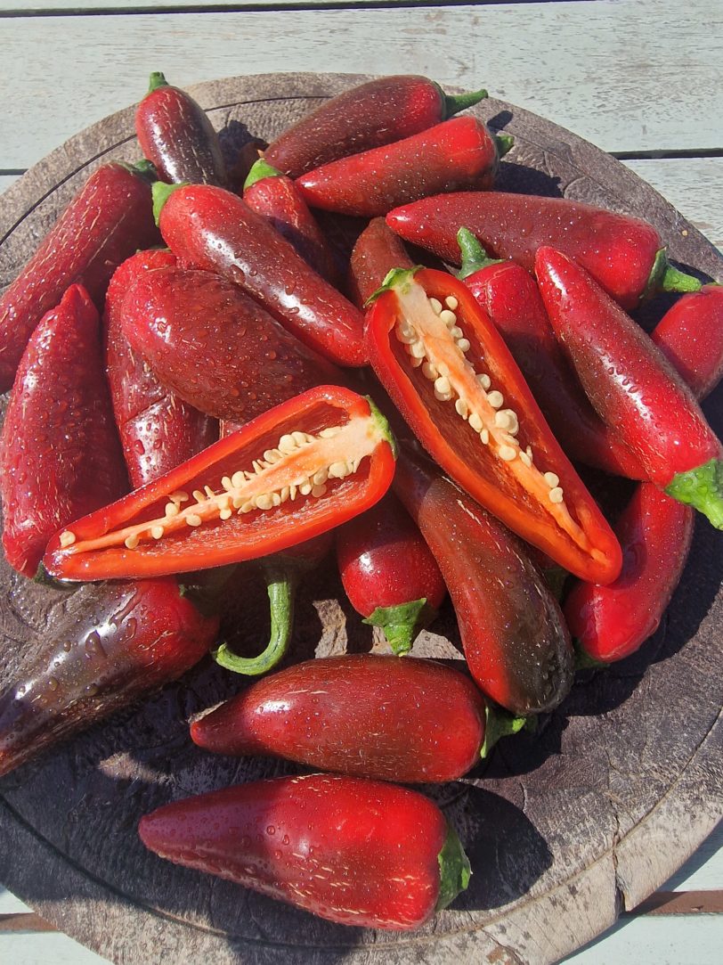 Jalafuego Chilli Seeds