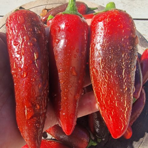 Jalafuego Chilli Seeds