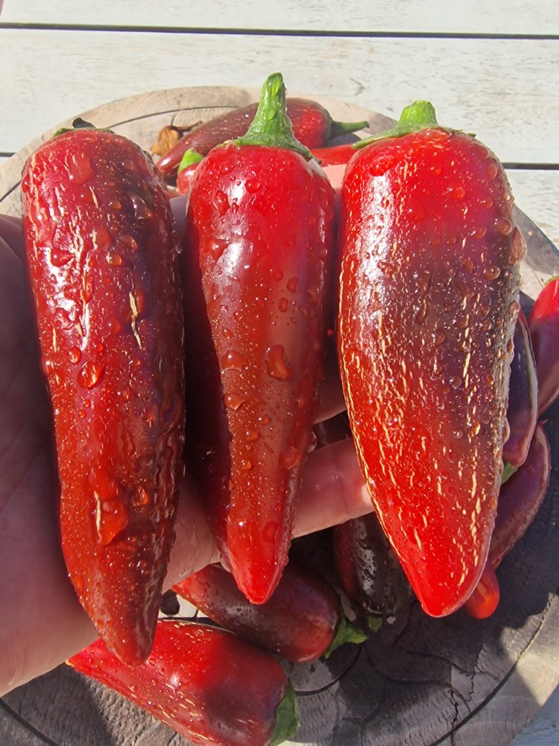 Jalafuego Chilli Seeds