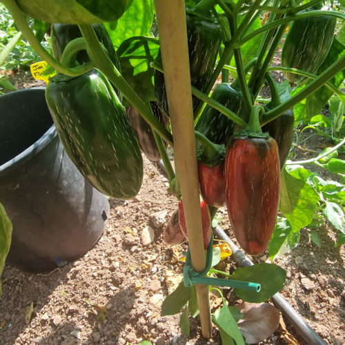 Jalapeno Fooled You Chilli Seeds