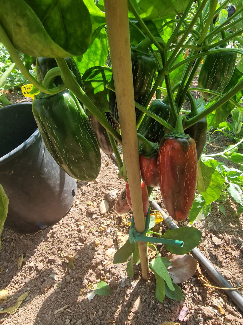 Jalapeno Fooled You Chilli Seeds