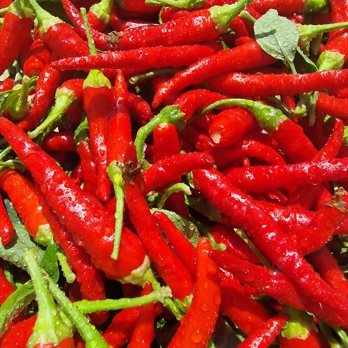 Chile de Arbol Chilli Seeds