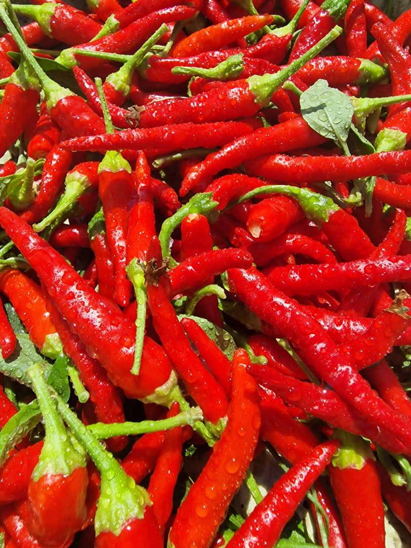 Chile de Arbol Chilli Seeds