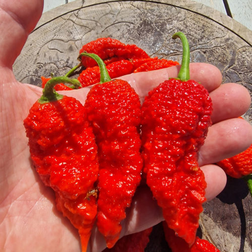 Devils Naga Brain Chilli Seeds