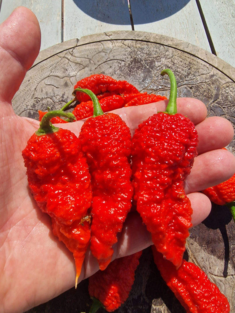 Devils Naga Brain Chilli Seeds