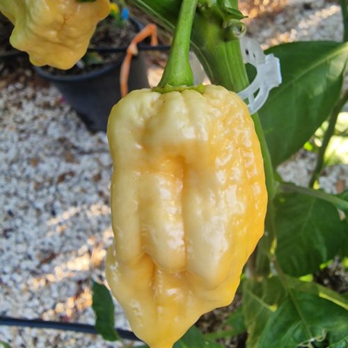 Bain Strain Peach Chilli Seeds