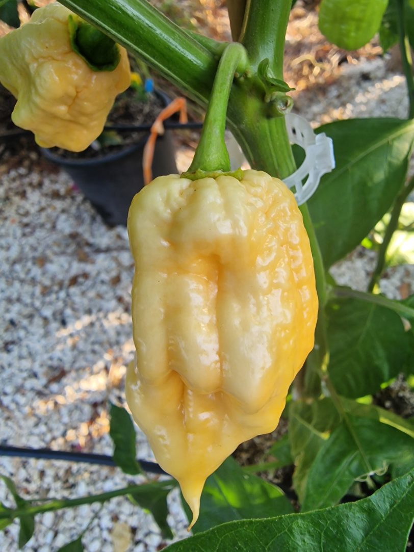 Bain Strain Peach Chilli Seeds