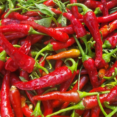 Bangalore Torpedo Chilli Seeds