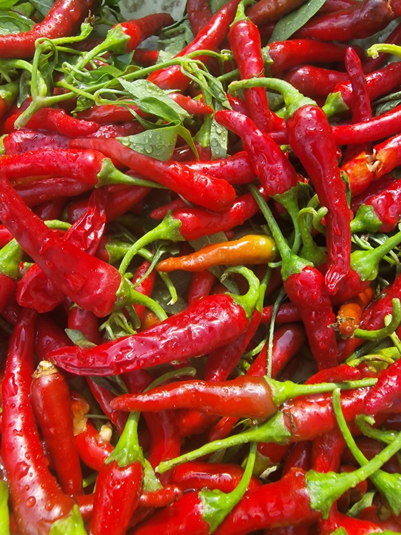 Bangalore Torpedo Chilli Seeds