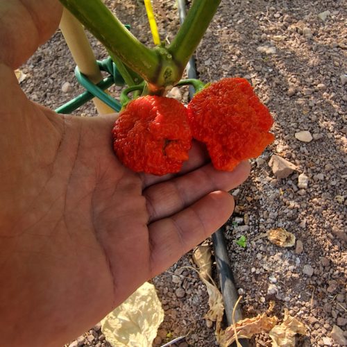 Bismark Red Chilli Seeds