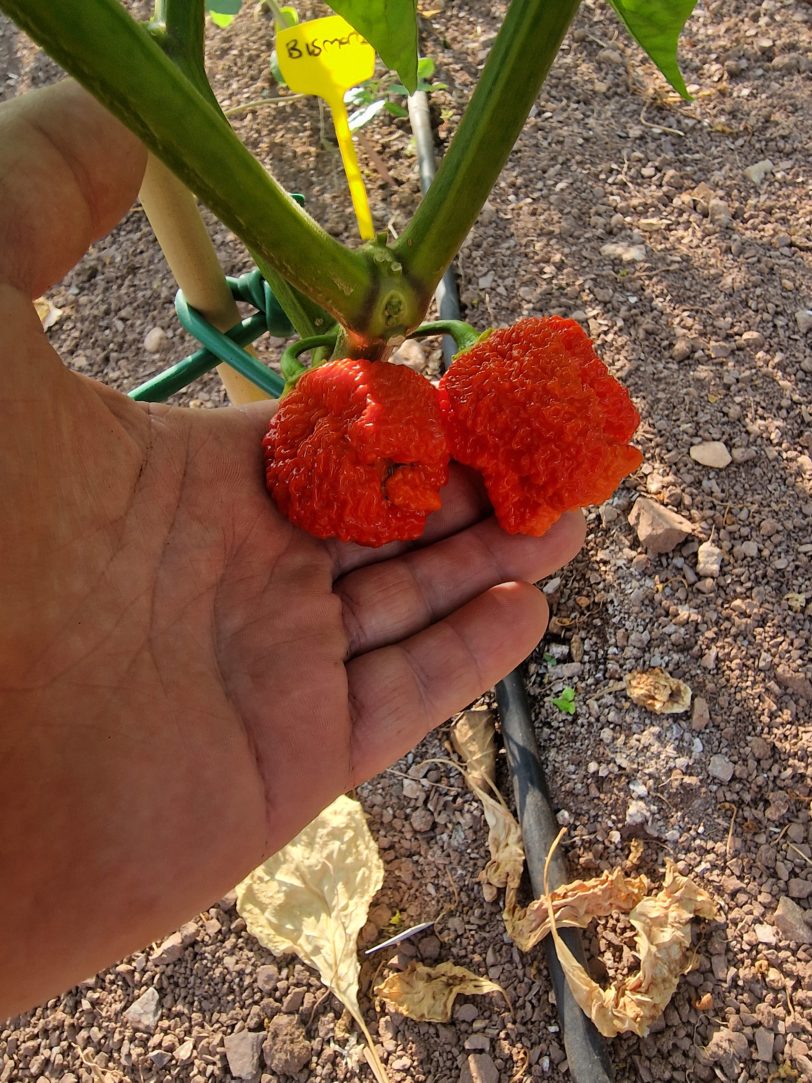 Bismark Red Chilli Seeds