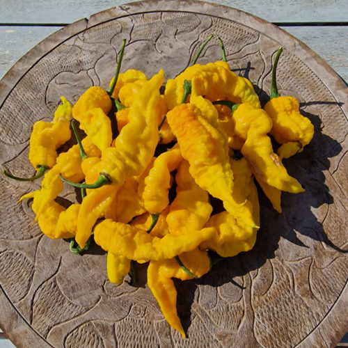 Mantis Claw Yellow Chilli Seeds