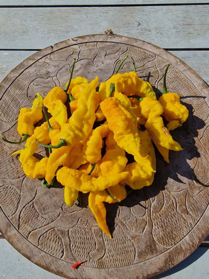 Mantis Claw Yellow Chilli Seeds