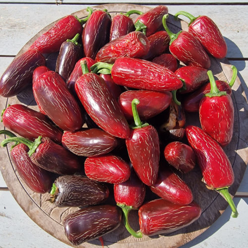 Craigs Grande Jalapeno Chilli Seeds