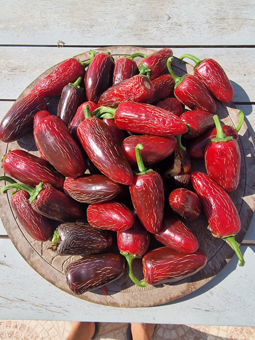 Craigs Grande Jalapeno Chilli Seeds