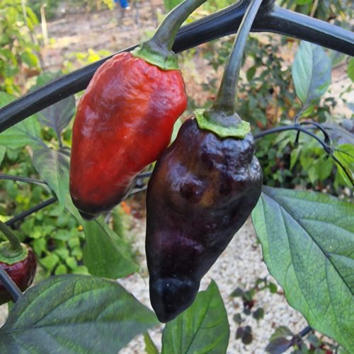 Black Jes Chilli Seeds