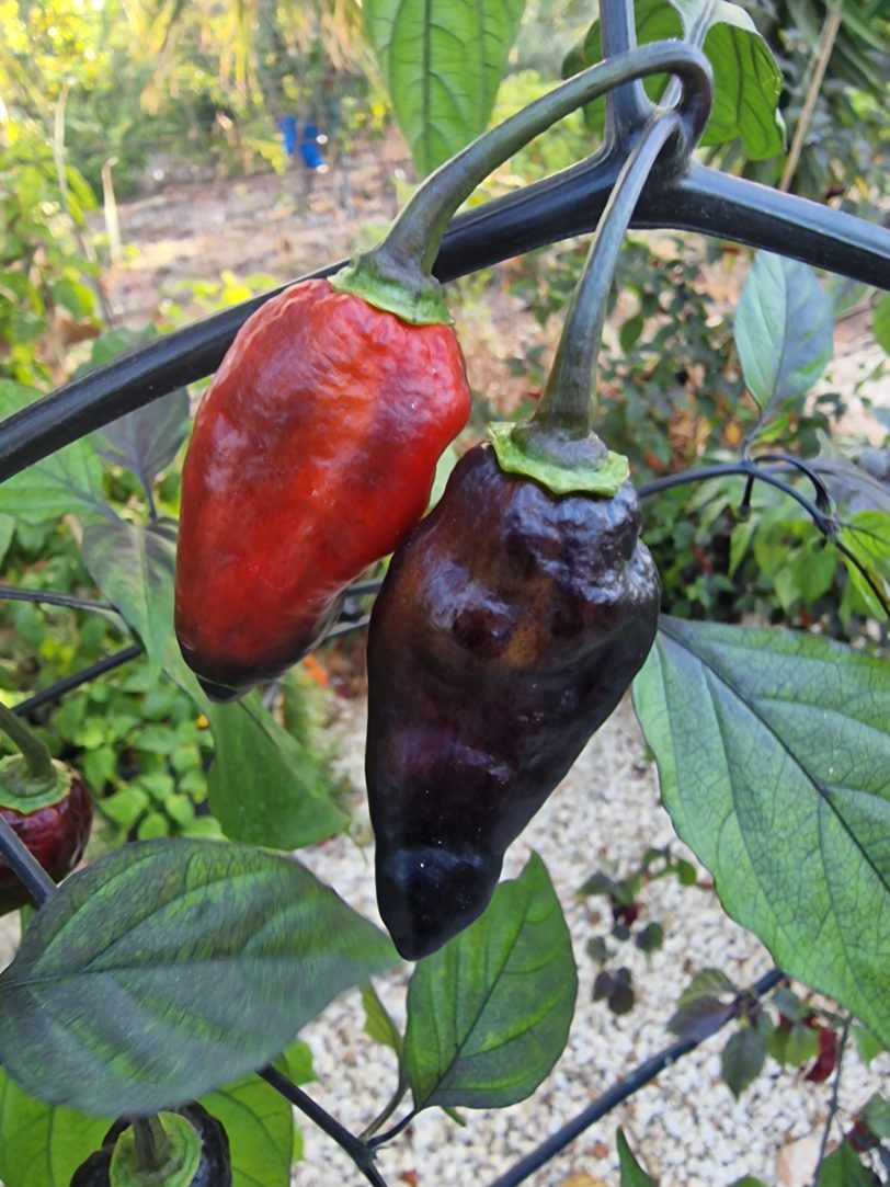 Black Jes Chilli Seeds