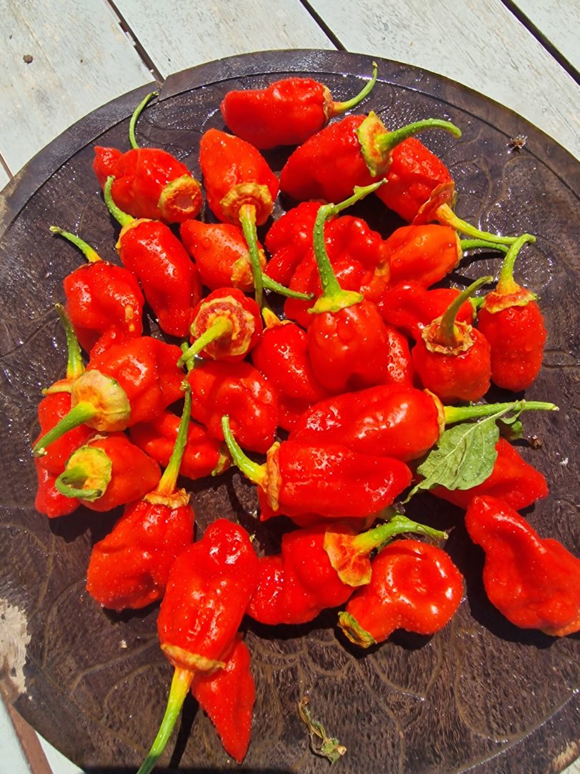 BBG Red Chilli Seeds