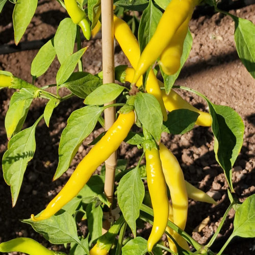 Sarit Gat Chilli Seeds