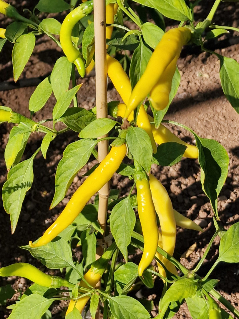 Sarit Gat Chilli Seeds