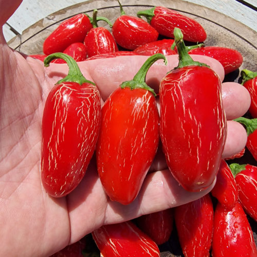 Numex Primavera Jalapeno Chilli Seeds