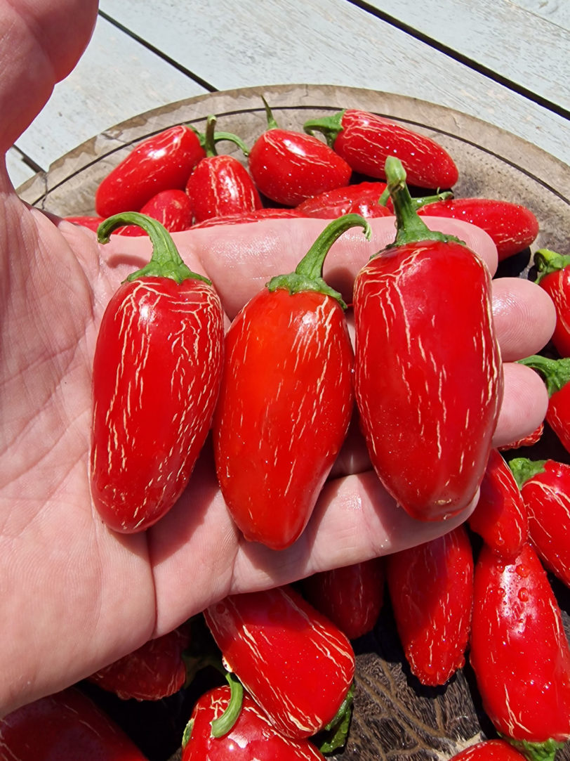 Numex Primavera Jalapeno Chilli Seeds