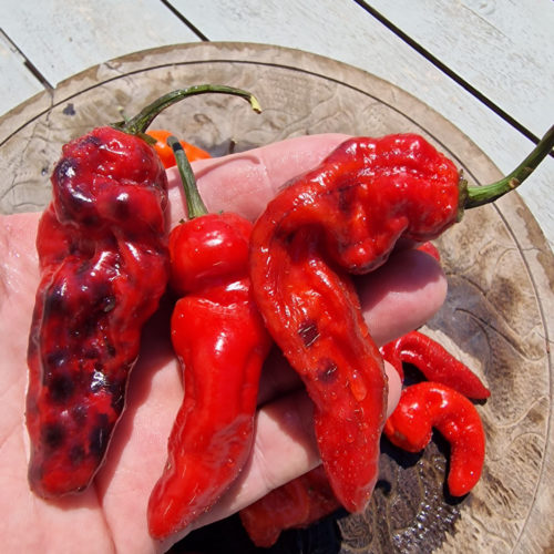 Purple Pinger Red Chilli Seeds