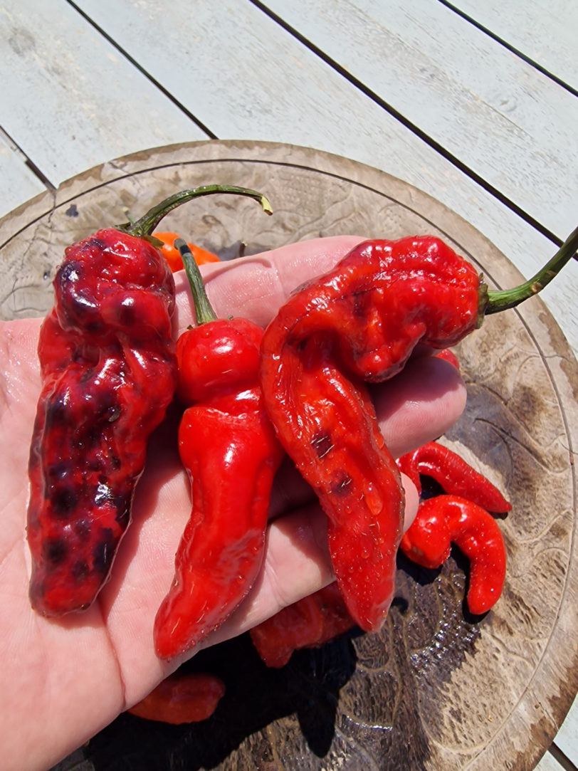 Purple Pinger Red Chilli Seeds