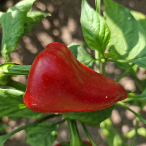 Kampanaki Chilli Seeds