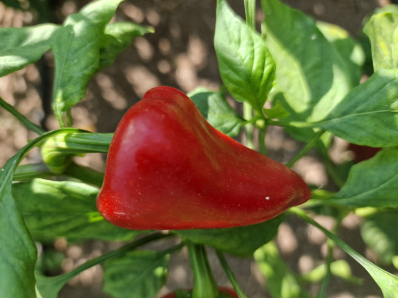 Kampanaki Chilli Seeds