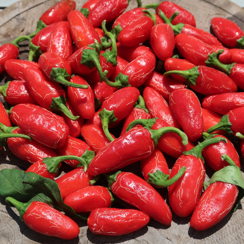 Numex Vaquero Chilli Seeds