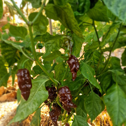 Black Monster Chilli Seeds