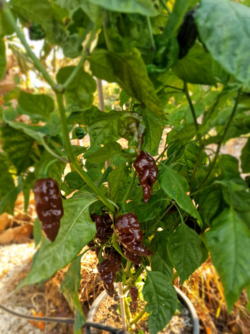 Black Monster Chilli Seeds