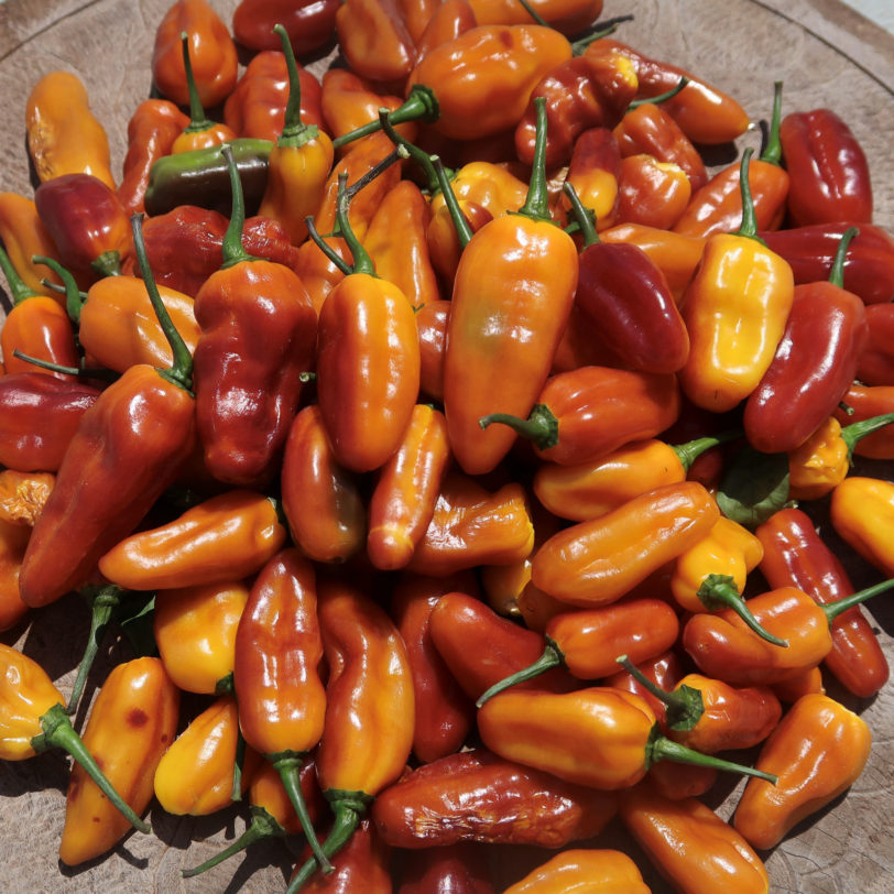 Pimenta Puma Chilli Seeds