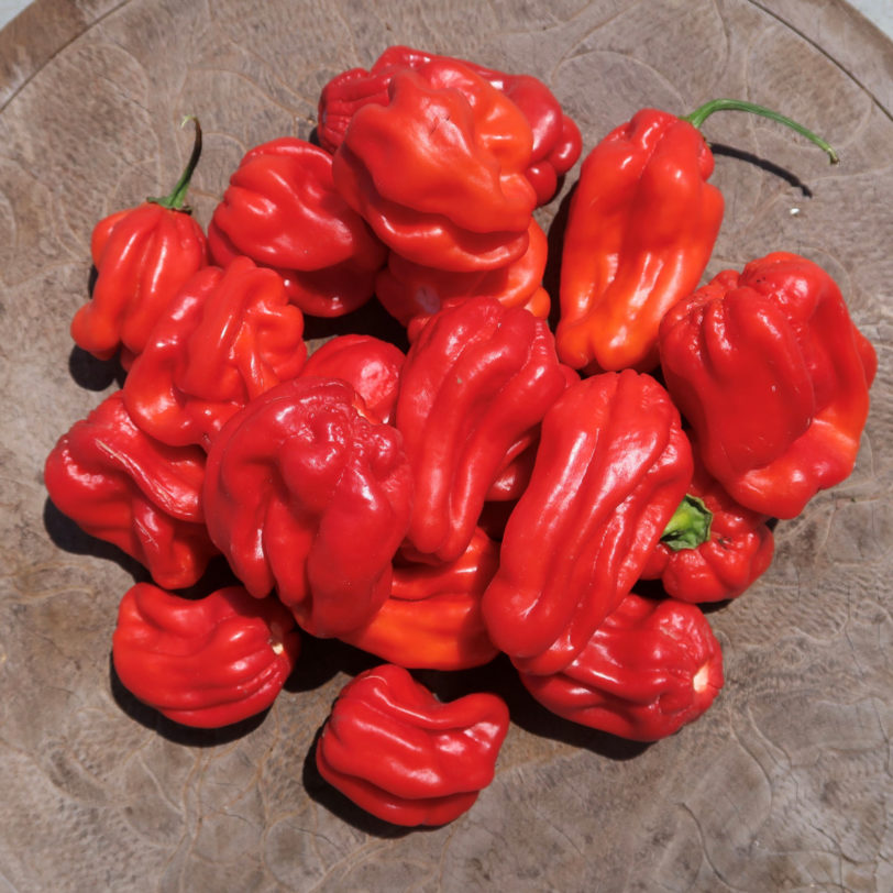 Giant Red Habanero Chilli Seeds