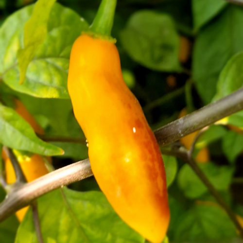 Goronong x PDN Yellow Chilli Seeds