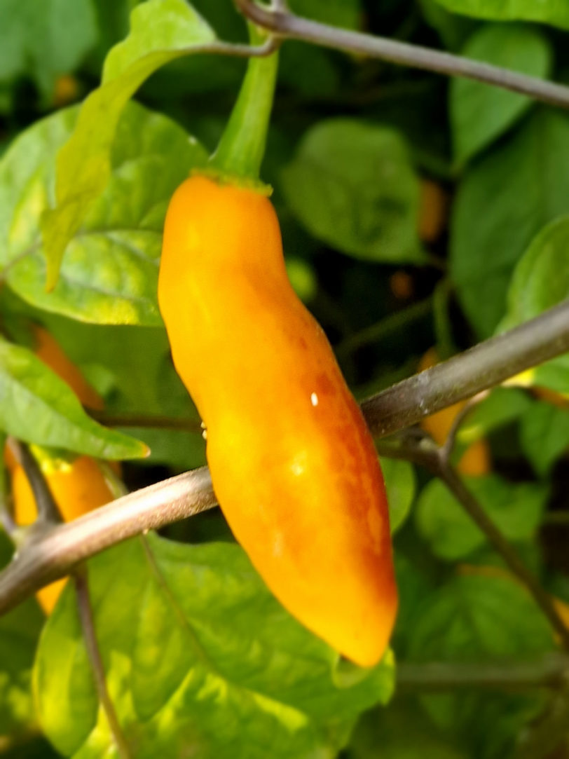 Goronong x PDN Yellow Chilli Seeds