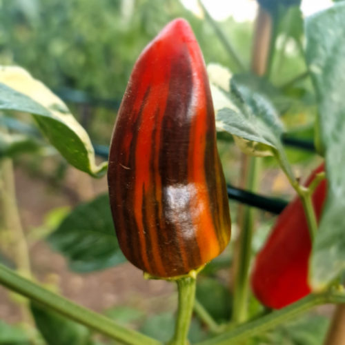 Bryans Blood Rainbow Chilli Seeds