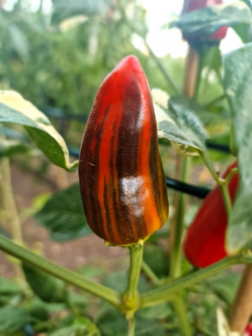 Bryans Blood Rainbow Chilli Seeds