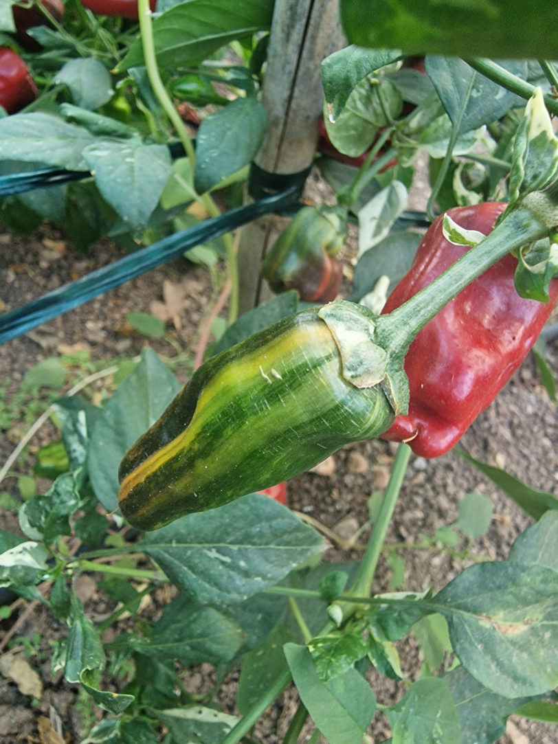 Bryans Blood Rainbow Chilli Seeds - Image 9