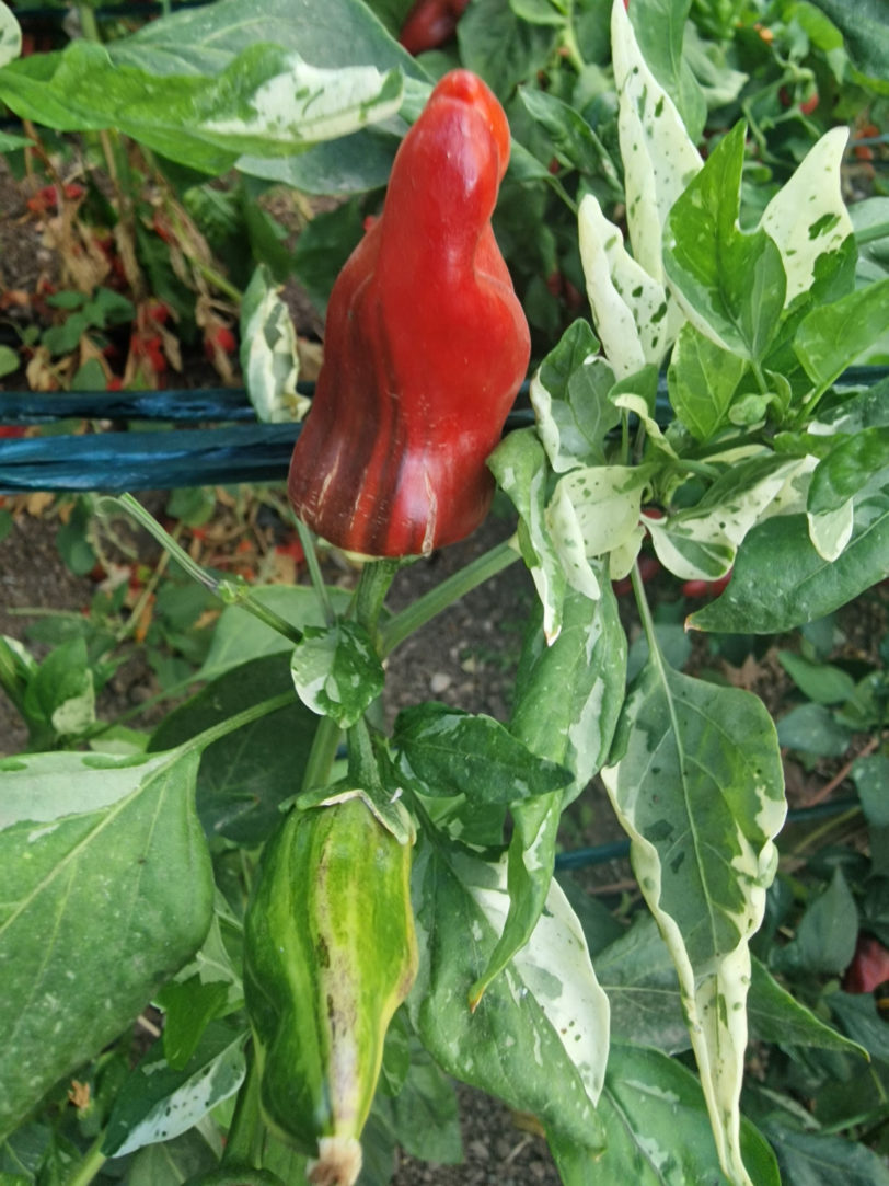 Bryans Blood Rainbow Chilli Seeds - Image 6