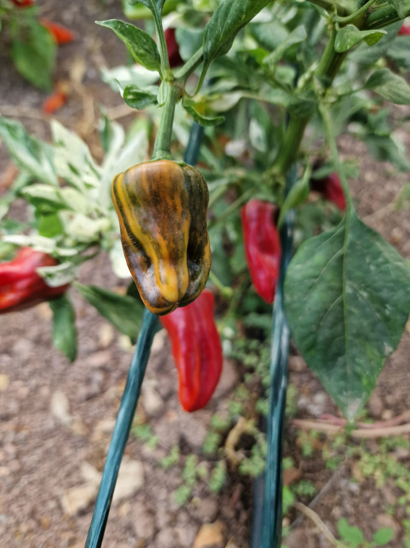 Bryans Blood Rainbow Chilli Seeds - Image 7