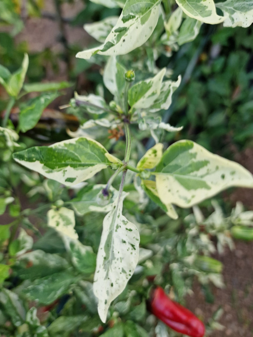 Bryans Blood Rainbow Chilli Seeds - Image 8