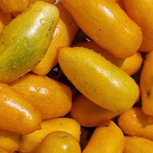 San Marzano Yellow Tomato Seeds